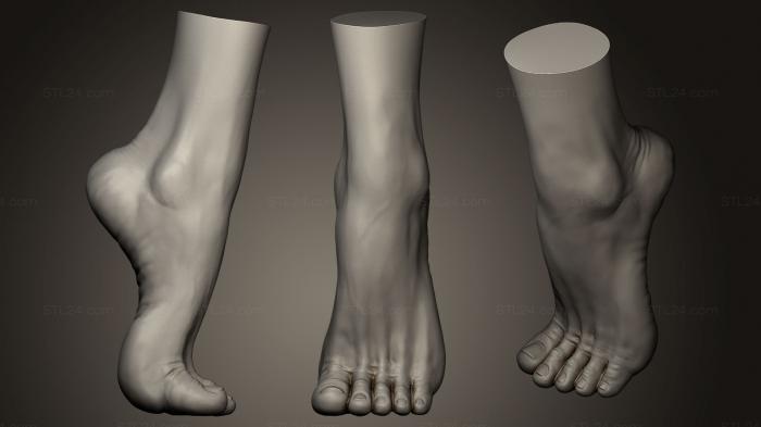 Анатомия скелеты и черепа (Женская Нога, ANTM_0080) 3D модель для ЧПУ станка
